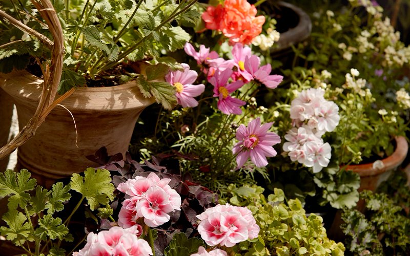 Flower Container Gardening For Beginners