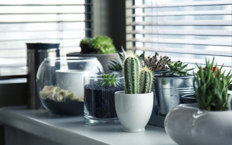 Here Are 9 Hardy Houseplants for Beginners
