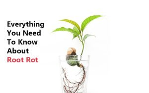 signs of root rot